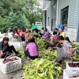 慈利县：中熟甜加糯型鲜食玉米喜获丰产热销全国