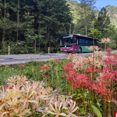 张家界黄石寨彼岸花盛放 引中外游客共赏初秋美景