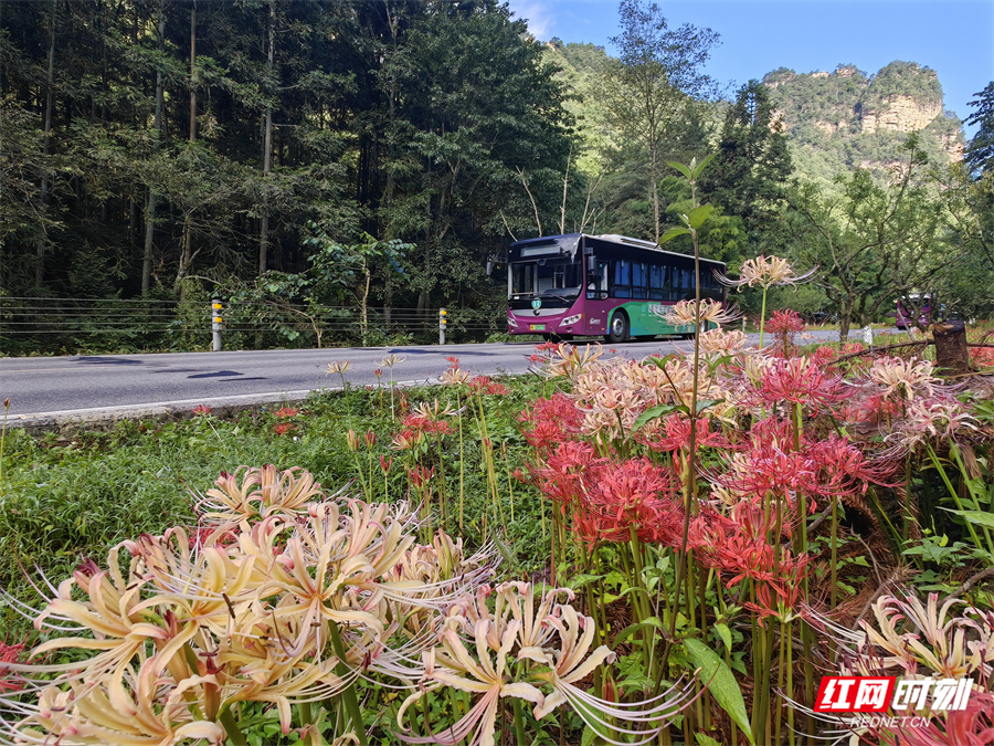 张家界黄石寨彼岸花盛放 引中外游客共赏初秋美景