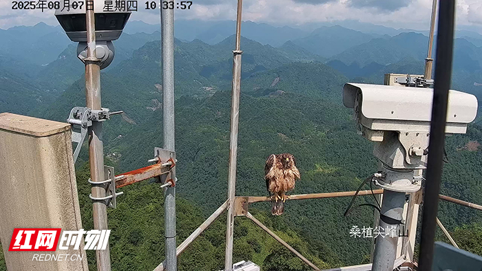 张家界桑植惊现金雕亚成体 生态改善引珍稀猛禽安家