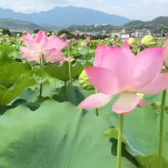 杨家界大道沿线百亩荷塘花开争艳 成乡村靓丽风景