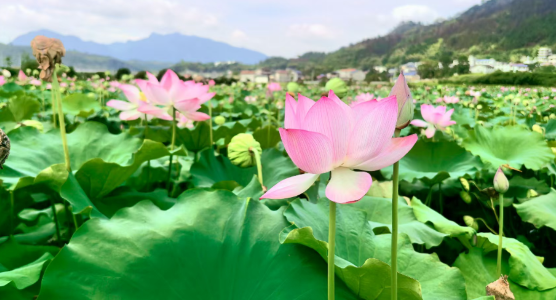 杨家界大道沿线百亩荷塘花开争艳 成乡村靓丽风景