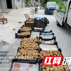 硕果盈枝庆丰收！ 慈利县龙潭河镇伏龙村猕猴桃开园采摘