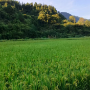 美文欣赏丨稻花香里上河溪