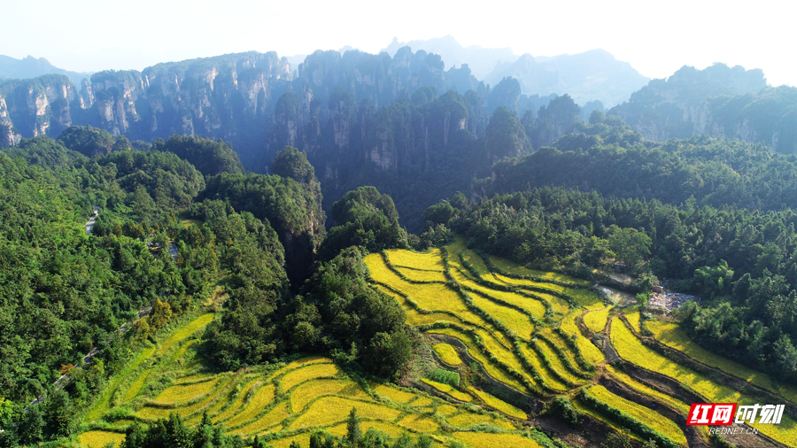 国庆游张家界｜双节气温适宜 旅游正当时