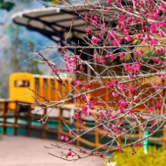 张家界十里画廊“踏雪寻梅”即将上线，“春日童话”加倍浪漫