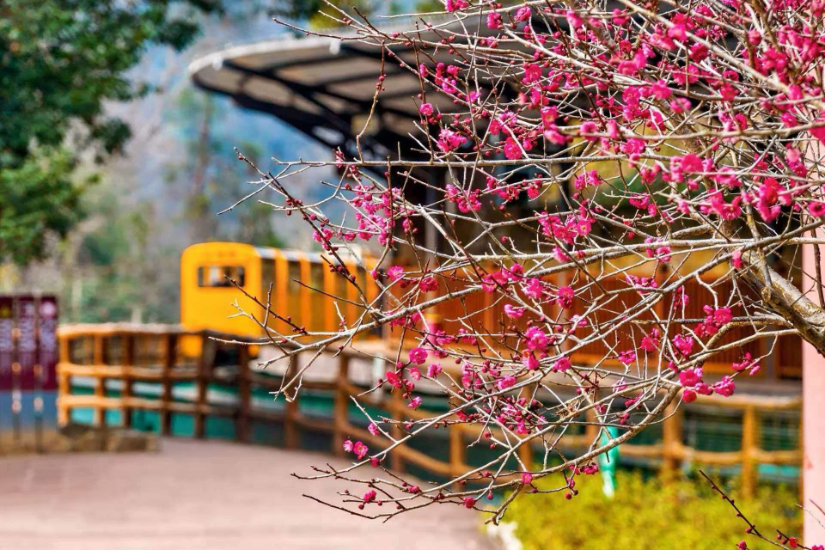 张家界十里画廊“踏雪寻梅”即将上线，“春日童话”加倍浪漫