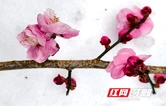 张家界国家森林公园：梅花怒放 风雪洗礼更加傲然