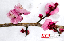 张家界国家森林公园：梅花怒放 风雪洗礼更加傲然