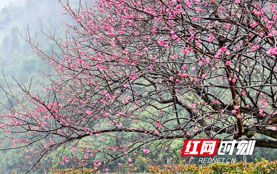 张家界市武陵源区：梅花雨中绽放 幽香四溢 （组图）