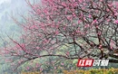张家界市武陵源区：梅花雨中绽放 幽香四溢 （组图）