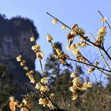 张家界国家森林公园黄石寨：暗香浮动腊梅开
