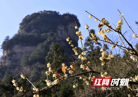 张家界国家森林公园黄石寨：暗香浮动腊梅开