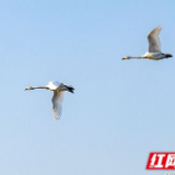 张家界：又见大天鹅