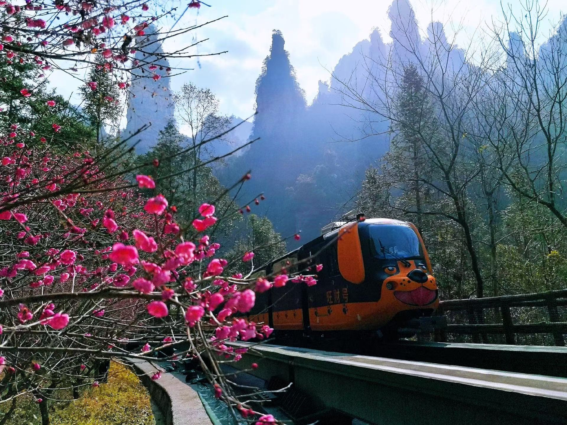 张家界十里画廊：寒潮散尽梅香溢 暖阳伴游赏春景