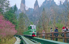 张家界十里画廊：峰林伴梅开，错峰解锁春日秘境