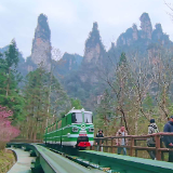 张家界十里画廊:峰林伴梅开,错峰解锁春日秘境