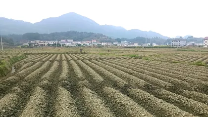 慈利县零溪镇拣花村：烟田起垄忙