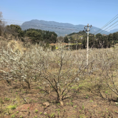 慈利县江垭镇四坡村：百亩李花盛开 管护正忙盼丰年