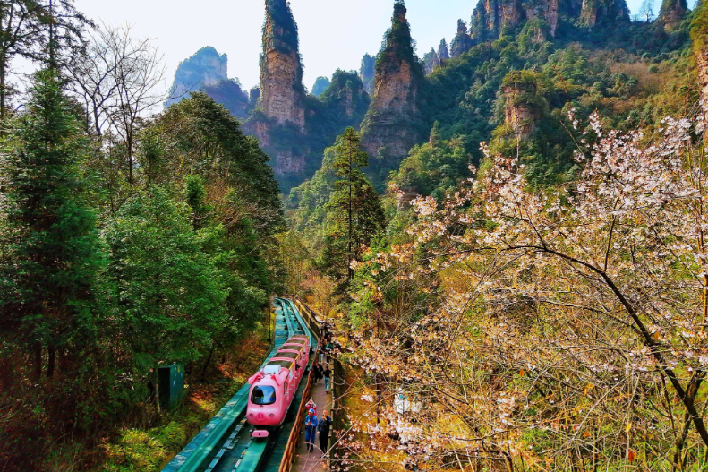 春染张家界，十里画廊踏青赏花正当时