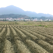 慈利县零溪镇拣花村：烟田起垄忙