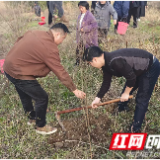 义务植树添新绿 清河净滩护生态——慈利县阳和土家族乡人大代表开展“守护碧水清流·代表再行动”主题活动