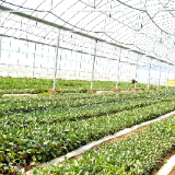 慈利县：“蔬菜保姆“400多万钵菜苗上市