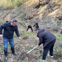 春风添新绿 植树正当时——永定区沙堤街道开展义务植树活动