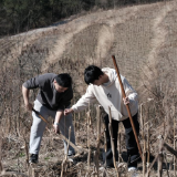 植树于行 植廉于心——桑植县人潮溪镇组织开展义务植树活动