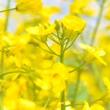 网络评论 | 高铁载春入画来 花海铺就振兴路