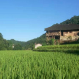 桑植气象局：党建引领精准气象服务 护航春茶生产助农增收