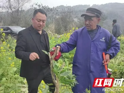 慈利县杨柳铺乡荷叶村：嫁接新品焕生机  产业创新促增收