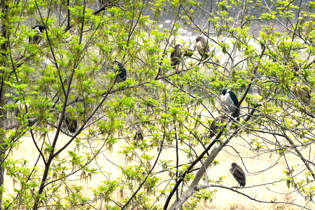 慈利琵琶洲澧水河段发现群居夜鹭(组图)