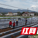慈利县杨柳铺乡:雨歇间隙抢农时 烟田埋肥覆膜忙
