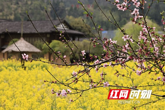 张家界武陵源区黄龙洞景区：春意盎然享春光（组图）