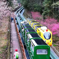 张家界十里画廊:野樱漫卷武陵色,电车穿行画里春