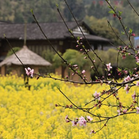 张家界武陵源区黄龙洞景区：春意盎然享春光（组图）