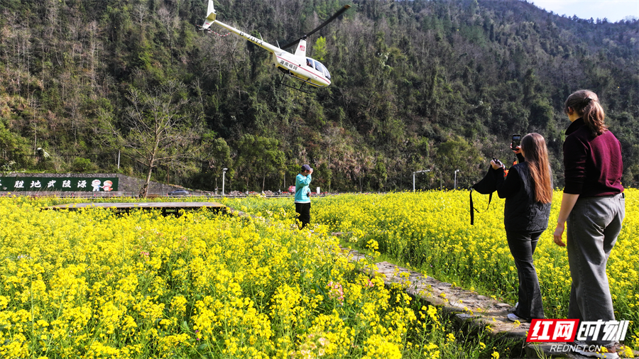 张家界黄龙洞：直升机游受青睐 三月春光醉四海