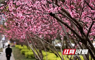 张家界市武陵源区：索溪河畔柳绿花红 春意盎然（组图）