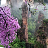 张家界春色四重奏②｜峰林醒春，武陵源的春天是一场流动的仙境