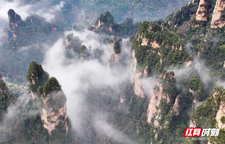 张家界国家森林公园：春日云海漫峰林 如梦若幻似仙境