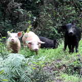 慈利：生态种养初见成效