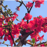 组图｜嫣红映蓝天！张家界的春天如约而至