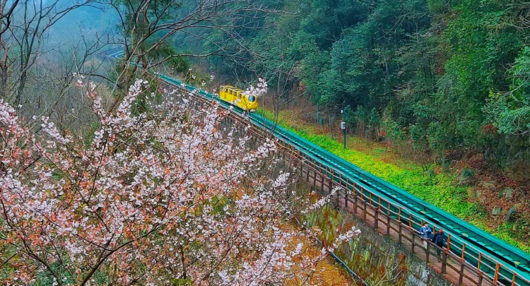 惊蛰日赴春约 张家界十里画廊樱花与峰林相映成趣