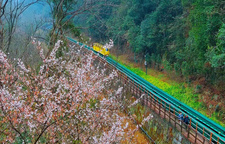 惊蛰日赴春约 张家界十里画廊樱花与峰林相映成趣