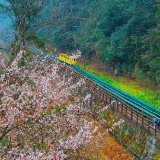 惊蛰日赴春约 张家界十里画廊樱花与峰林相映成趣