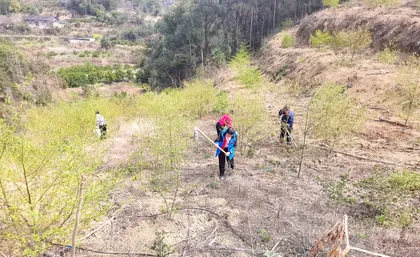 慈利县零溪镇大庄村：100亩山胡椒管护忙