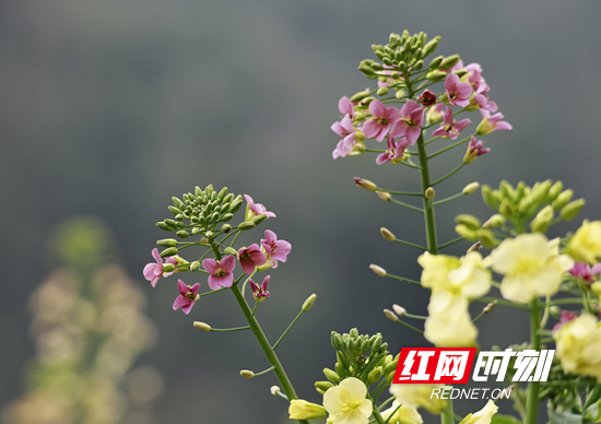 张家界市武陵源区：时至惊蛰春意浓（组图）