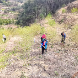 慈利县零溪镇大庄村：100亩山胡椒管护忙