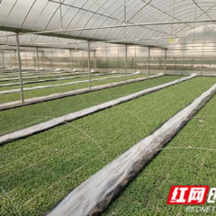 慈利县杨柳铺乡：抢抓农时备春耕 奏响烟叶生产“进行曲”